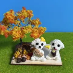 紅葉狩りを楽しむ マルチーズ