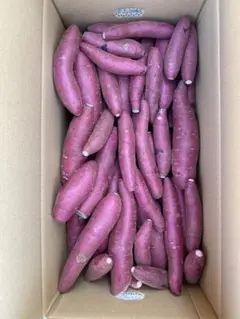 ふくむらさき 訳あり 10キロ 限定2