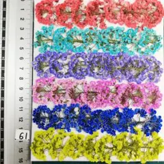 スーパーアリッサム　染め 　No61 　押し花 押し花素材 @¥850
