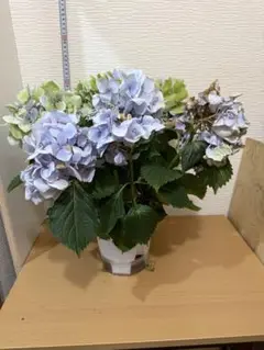 2025年最新】鬼木 紫陽花の人気アイテム - メルカリ