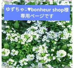 押し花素材 126