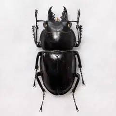 2025年最新】マルバネクワガタ 標本の人気アイテム - メルカリ
