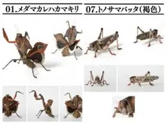 2種セット カマキリ バッタ いきもの大図鑑 昆虫 オンライン版