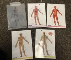 DeAGOSTINI Human Body 全13巻セット デアゴスティーニ インサイド・ヒューマンボディー [全13巻完全