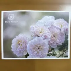 Handbook of Roses 2023 イングリッシュローズ