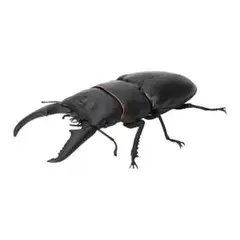 いきもの大図鑑 くわがた06 ヒラタクワガタ カプセルトイ 甲虫王者ムシキング
