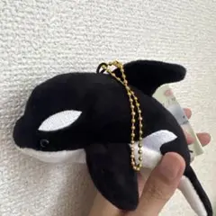 シャチ
