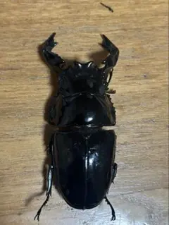 ［昆虫標本］極太タランドゥスオオツヤ 78mmup 飼育個体 本当に 安い 通販ペット用品 - ［昆虫標本］極太タランドゥス