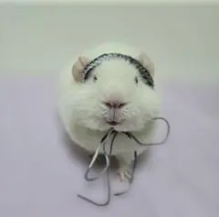 Item thumbnail for item bd382278-822d-4205-95e0-0bfcbd99c0fa