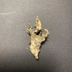 珍品！　冬虫夏草　セミ　昆虫標本　漢方　鉱物　隕石　呪物　根付　出土　人体標本 2025年最新】冬虫夏草 標本の人気アイテム - メルカリ