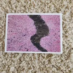 Item thumbnail for item 6f467d21-17c2-457f-bc0e-f8cef619d843