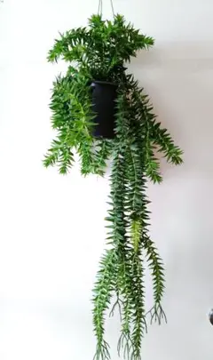 フペルジア・ゴエベリーグリーン 期間限定 観葉植物：フペルジア グリーンゴエベリー*吊り鉢 Huperzia シダ