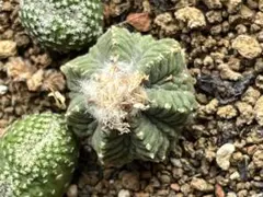 3、40の大群生❗️ 花籠　リッテリ　(検索　紅籠　黒王丸　接木 2025年最新】サボテン 花籠の人気アイテム - メルカリ