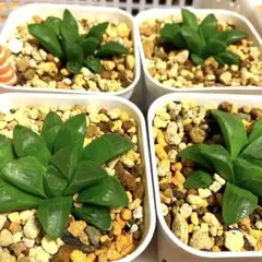 多肉植物 ハオルチア パルバ2株