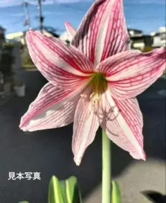 アマリリス♡ 秋咲き一筋アマリリス（シロスジアマリリス）5寸鉢植え 蕾付き