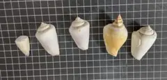 貝殻