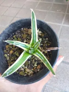多肉植物アガベ 氷山 小株 3株同梱 - メルカリ