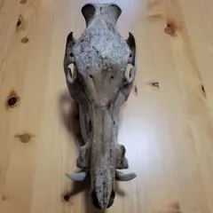 日本猪　頭蓋骨　イノシシ　スカルヘッド　ハンティングトロフィー Amazon | シカの角鹿の角頭蓋骨付雄鹿ニホンジカハンティング
