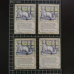 Arctic Foxes　4枚セット