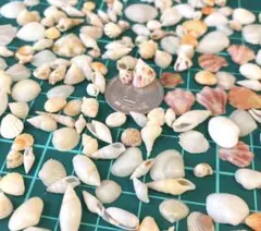 天然貝殻　素材　小さい貝殻　微小貝　のアソート　ホワイト系や明るいめ多め