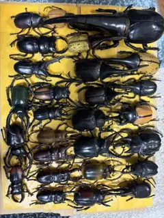 カブトムシフィギュアセット 約27体