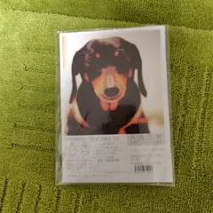 犬服工房　水平マリンTシャツ型紙
