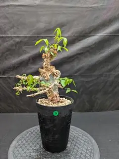 【現品】【発根済】コミフォラ・アフリカーナ 　9号　４C番 m39950800390_1.jpg?1748003099