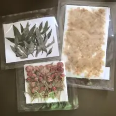 押し花と葉のセット 3種類　未開封