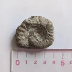 アンモナイト