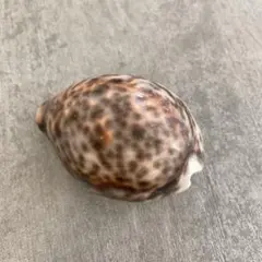貝　ホシダカラ