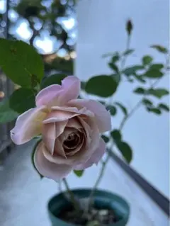 バラ花苗　切り花品種　和バラ　iori　接ぎ木　大苗 バラ花苗 切り花品種 和薔薇 いおり 接ぎ木新苗 - メルカリ