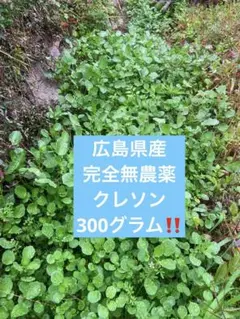 広島県産の無農薬クレソン300グラム‼️