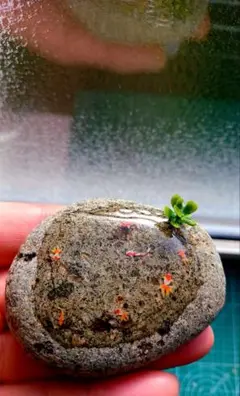 Item thumbnail for item 35506e3b-ddde-4873-a52f-4ba78729f2c5