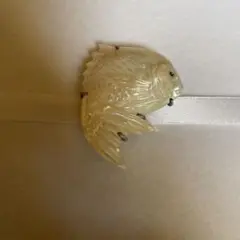 シェル　魚型帯留め