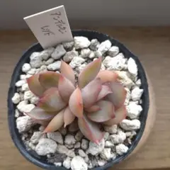 アンデルセンレッド 多肉植物 抜き苗