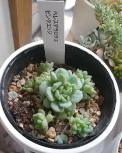 多肉 植物 ペレスデラロサエ ピンクエッジ タグ付き