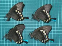 【異常型】オオルリオビアゲハ（インドネシア産、1オス） オオルリアゲハ , 蝶の標本 販売・通販のNatureShop|モルフォや