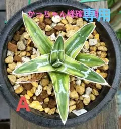 2025年最新】笹の雪 虎斑の人気アイテム - メルカリ