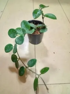 ➀ホヤ マチルダ☆観葉植物