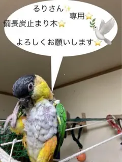 備長炭止まり木⭐️止まり木⭐️専用です(●´ω`●)✳️