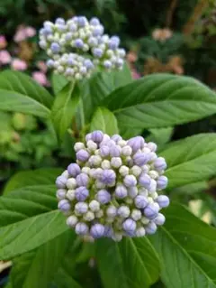 常山 アジサイ 紫陽花