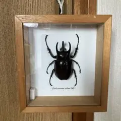 アトラスオオカブト 標本