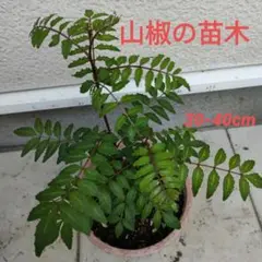 花山椒 120g 新潟県産 4/18(木)今ほど収穫しました - メルカリ