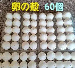 卵の殻(白色) 60個