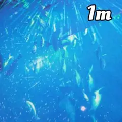 海の中の魚たち…さらら❁シーチング1m