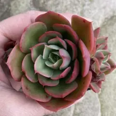 多肉植物 グラウス 子付き B