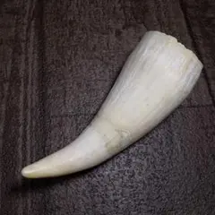 マッコウクジラ 歯 牙 鯨 Ｂ