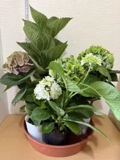 2025年最新】鬼木 紫陽花の人気アイテム - メルカリ