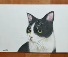 ☆ハチワレ猫色鉛筆画