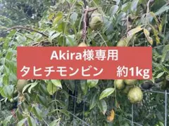 2025年最新】タヒチモンビンの人気アイテム - メルカリ